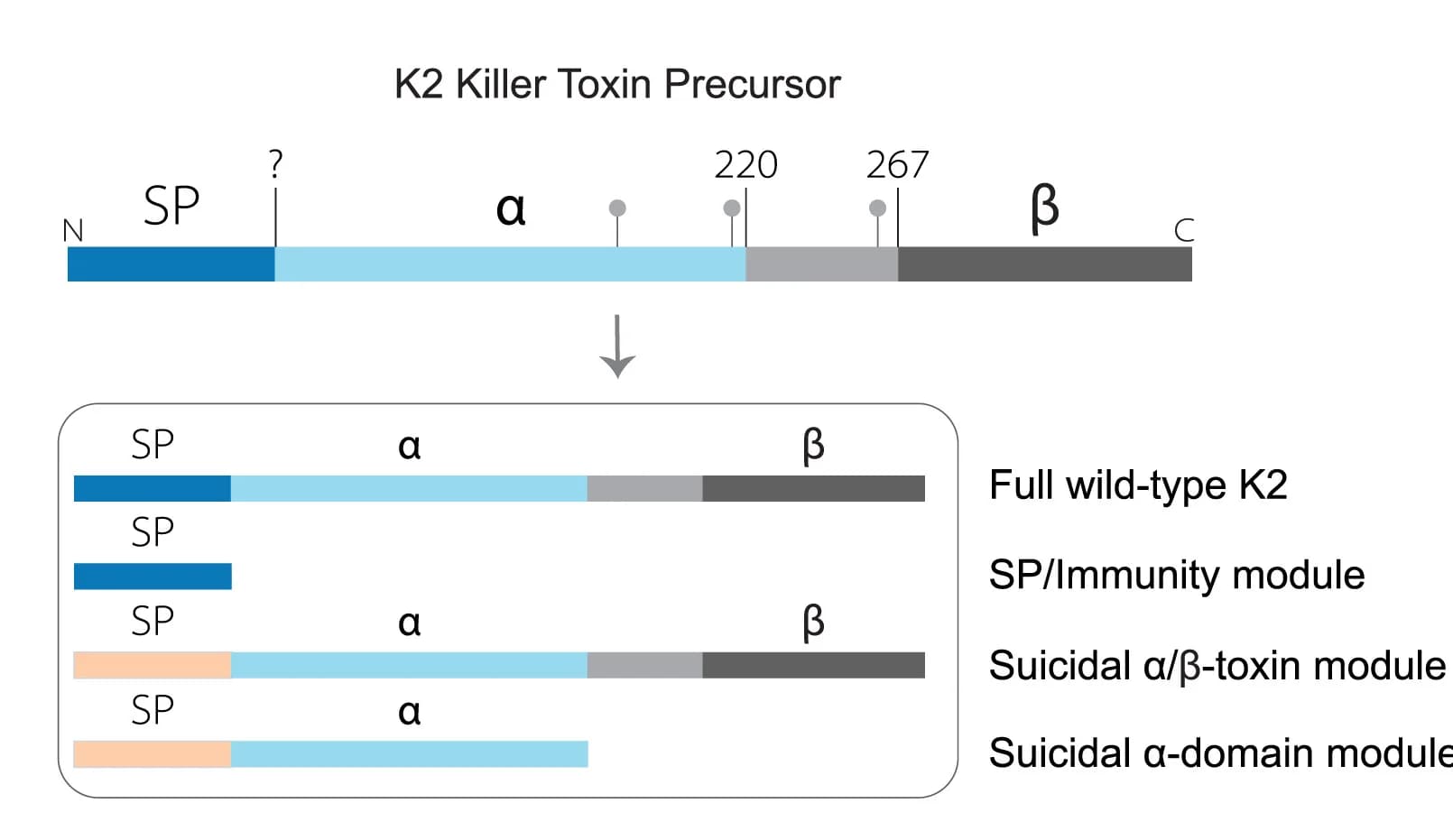Open access visualization of Workflow, Illustration, K2 Precursor, Signal Peptide, Alpha Subunit