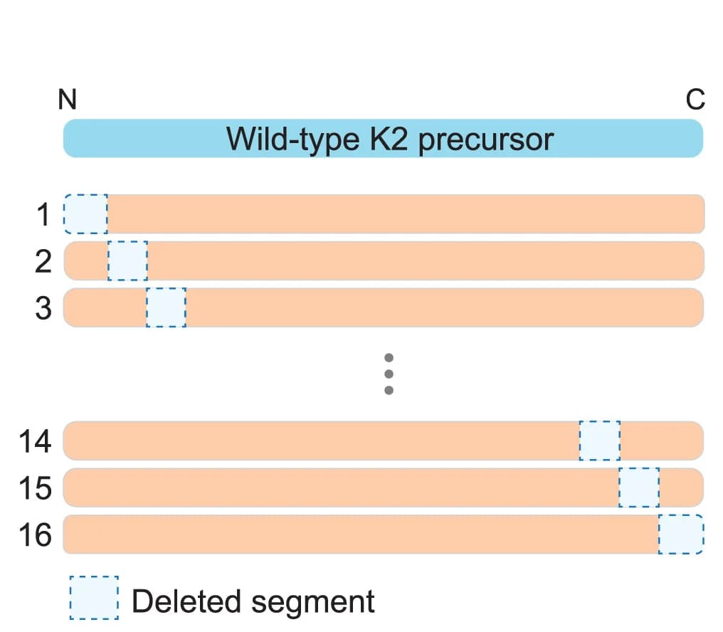 Open access visualization of Illustration, Deletion Constructs, Restriction Site