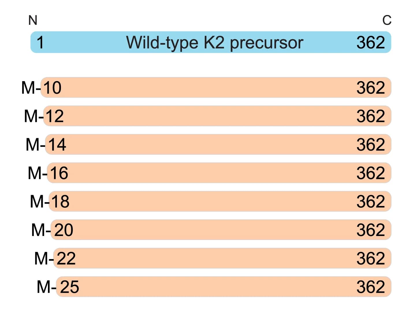 Open access visualization of Illustration, N-terminal Truncation, Constructs, Wild-type Precursor, Initiator Methionine