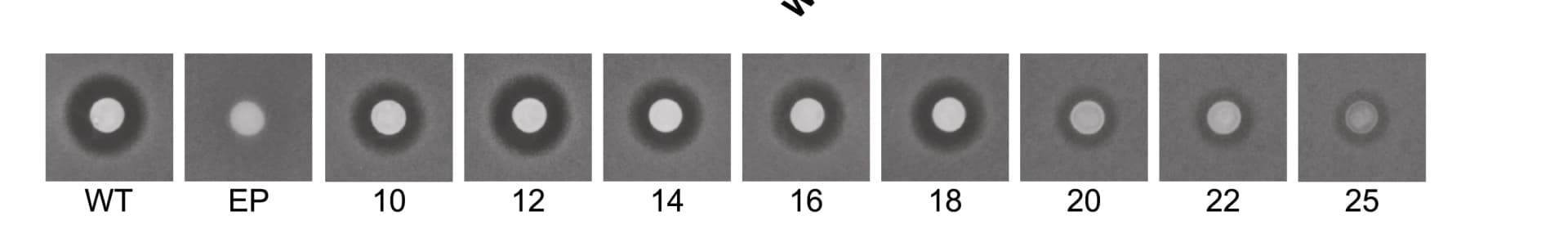 Open access visualization of Photo, Strains, Sensitive Background Strain, Zone of Inhibition