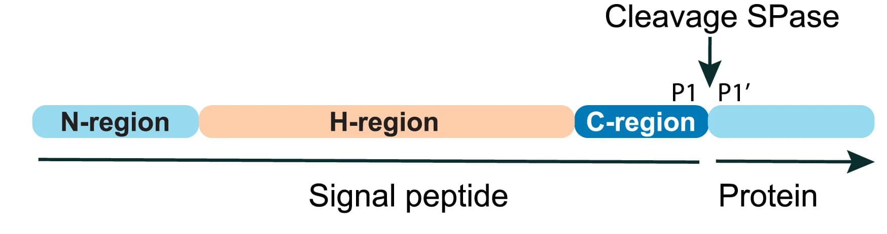 Open access visualization of Workflow, Illustration, Signal Peptide, N Region, Hydrophobic H Region