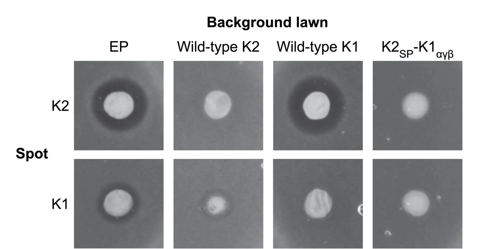 Open access visualization of Photo, Producer Strains, Lawn, Sensitive Control Strain, Empty Plasmid