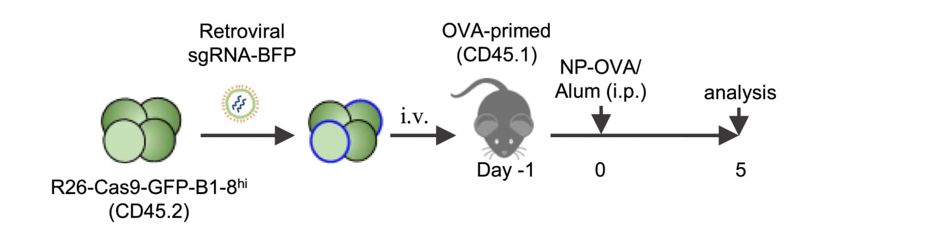 Open access visualization of Workflow, Illustration, Experimental Protocol, Diagram