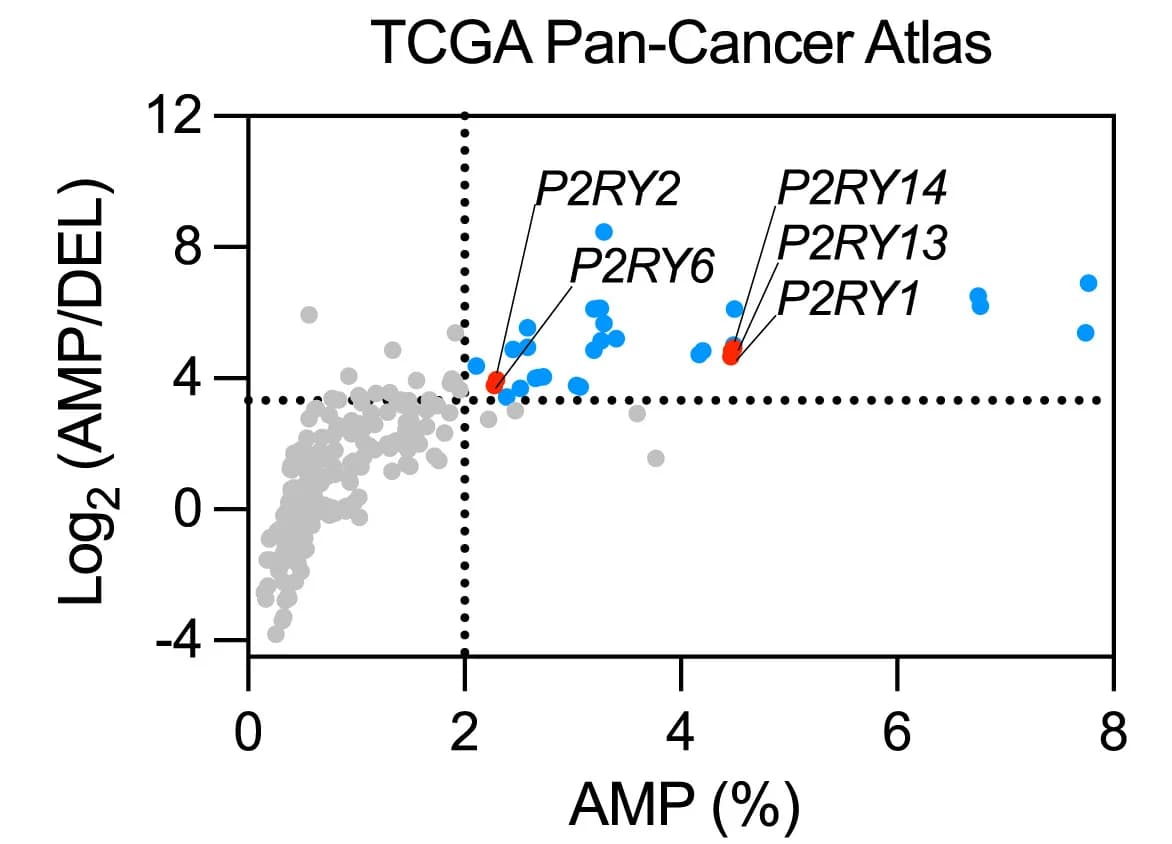 Open access visualization of Scatter Plot, Volcano Plot, Scatterplot, Copy-Number, Gene Amplification