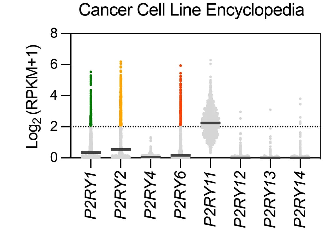 Open access visualization of Violin Plot, Box Plot, Scatter Plot, Expression Levels, P2RY Genes