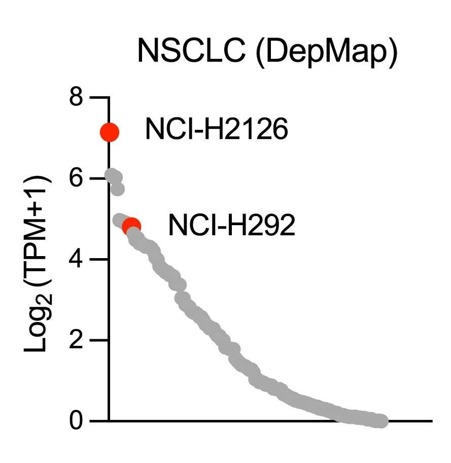 Open access visualization of Scatter Plot, Expression Levels, P2RY6, NSCLC Cell Lines, DepMap