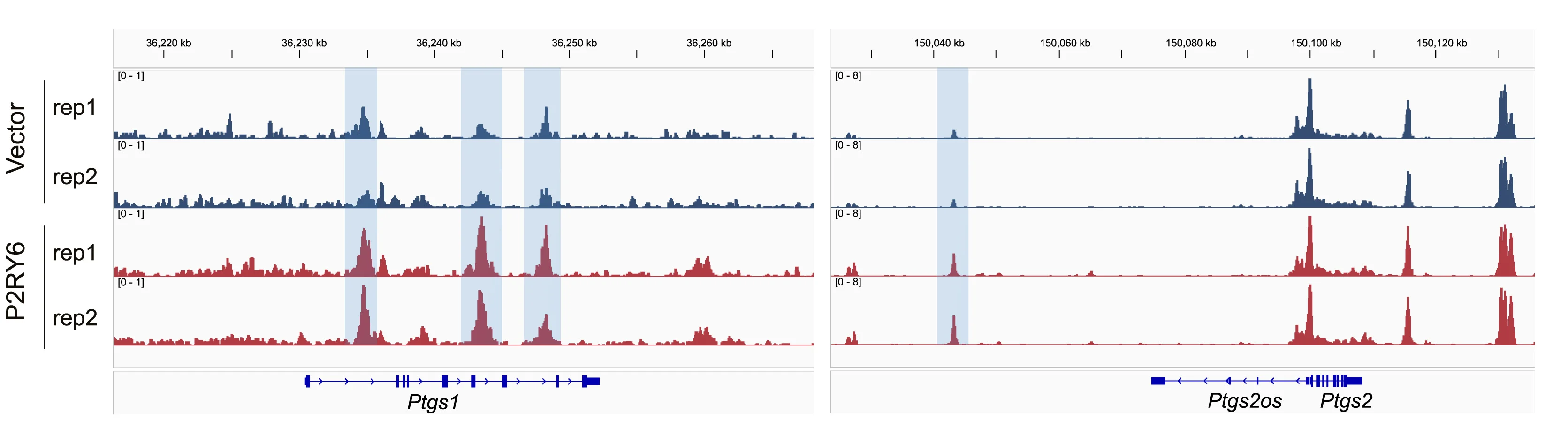 Open access visualization of Line Plot, ATAC-Seq, Chromatin Accessibility, Ptgs1, Ptgs2