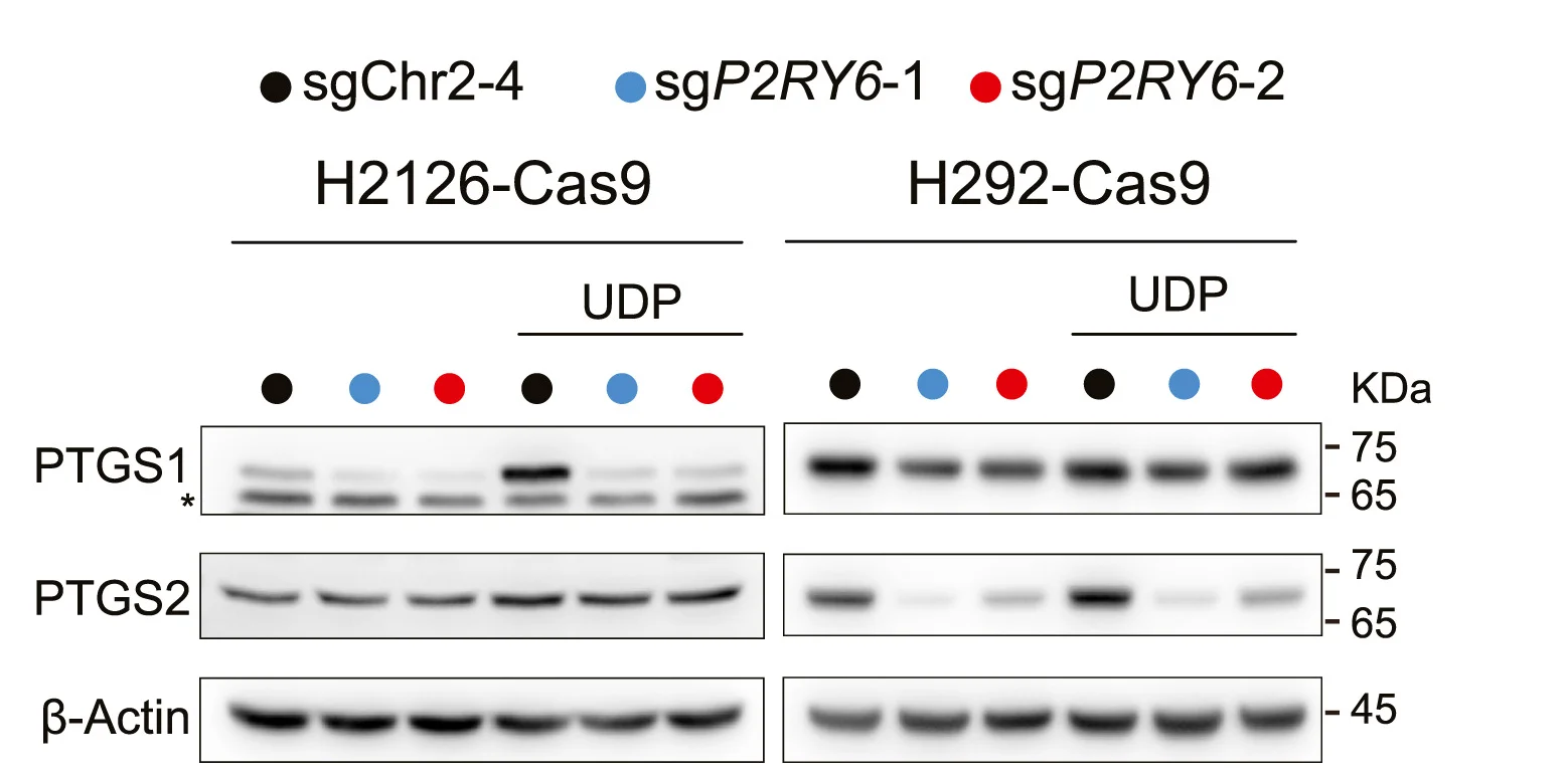 Open access visualization of Gel, Western Blotting, Proteins, NCI-H2126-Cas9 Cells, NCI-H292-Cas9 Cells