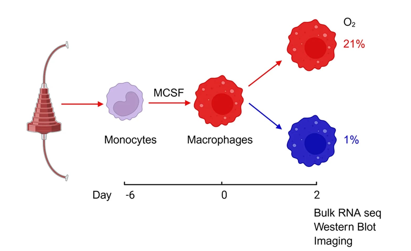 Open access visualization of Workflow, Experimental Procedure