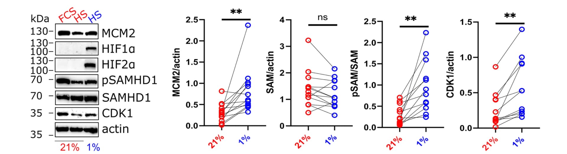Open access visualization of Gel, Line Plot, Western Blots, Cell Lysates, Fetal Calf Serum