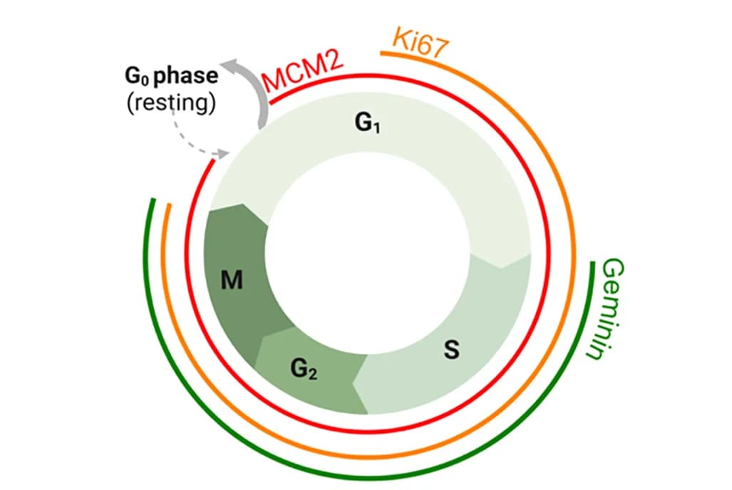 Open access visualization of Workflow, Illustration, Cell Markers, Fluorescence Quantitation, Schematic