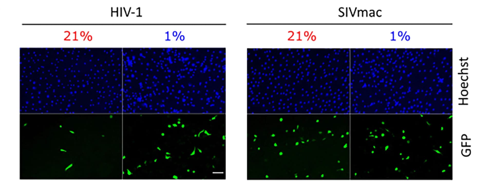 Open access visualization of Microscopy, Fluorescence Images, HIV-1, SIVmac, Hoechst