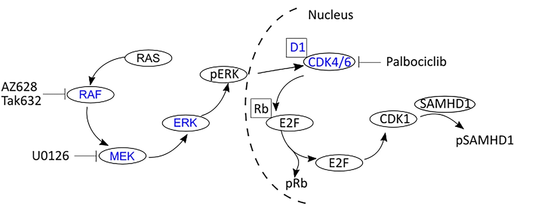 Open access visualization of Pathway, MEK/ERK Pathway, Inhibitors, Hypoxic MDMs, mRNA Expression