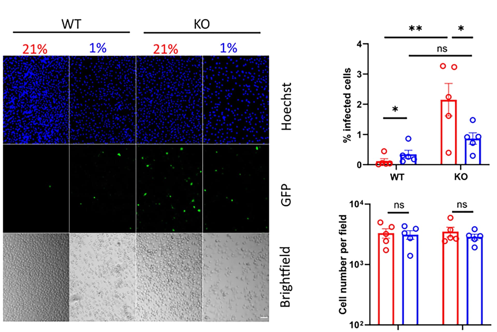 Open access visualization of Bar Plot, Error Bars, Microscopy, Photo, Fluorescence Images
