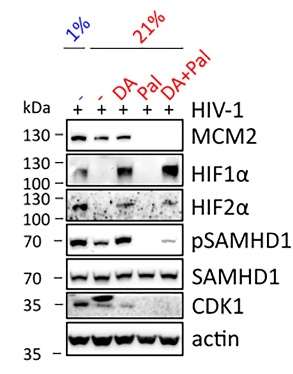 Open access visualization of Gel, MDMs, Daprodastat, Pseudotyped HIV-1 Infection, Western Blot