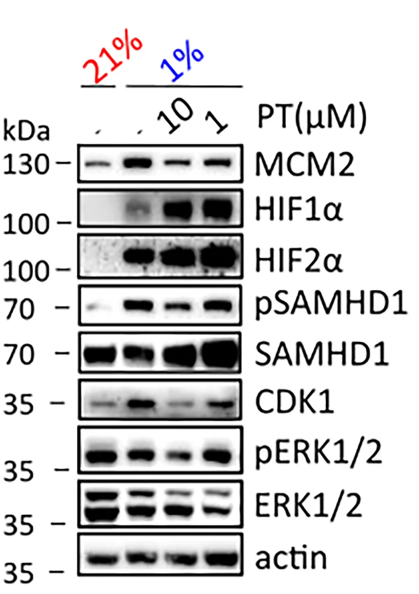 Open access visualization of Gel, Western Blots, Cell Lysates, PT-2385, Hypoxia
