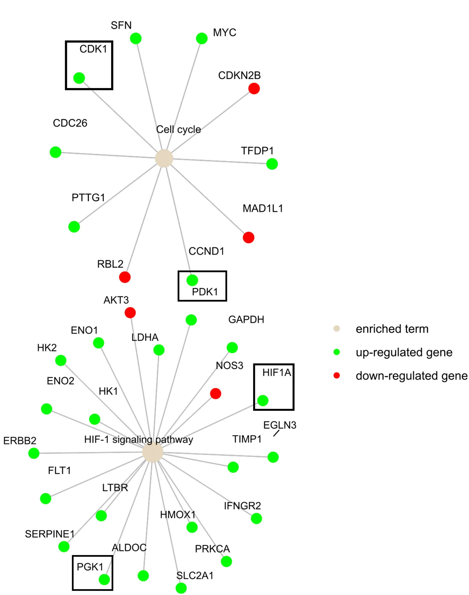 Open access visualization of Pathway, Network, Term-Gene Graph, Cell Cycle, Hypoxia