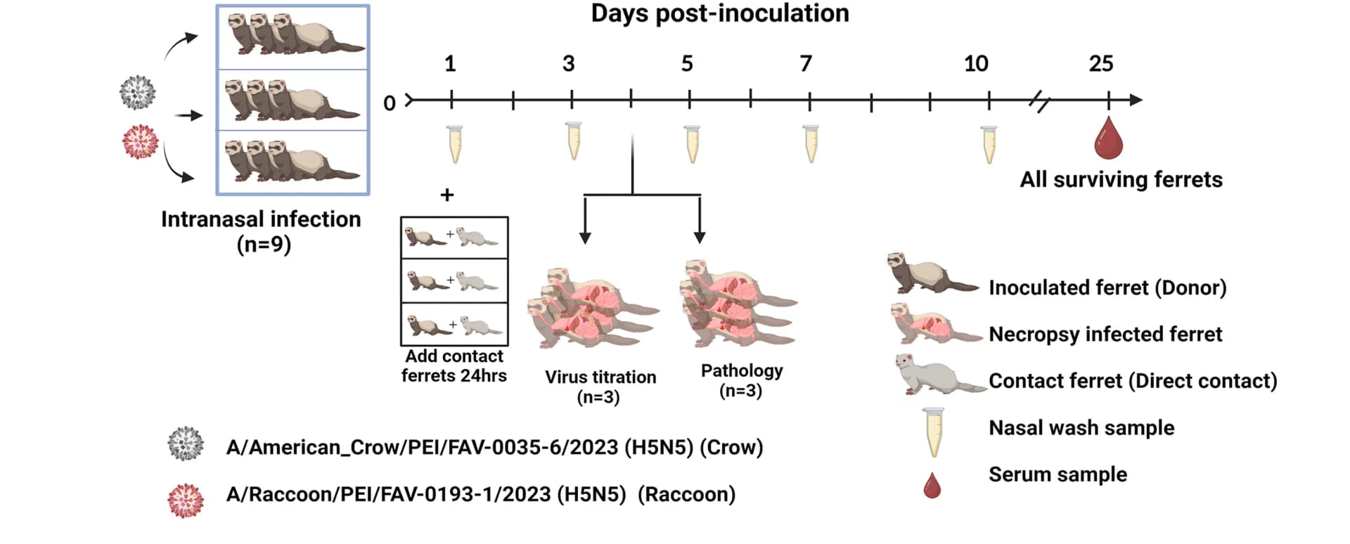 Open access visualization of Workflow, Illustration, Ferret, Pathogenesis, Transmission