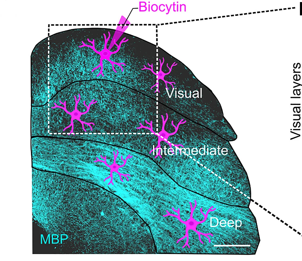 Open access visualization of Microscopy, Experimental Approach, GFP-Labeled Astrocytes, GFAP-EGFP Mice, Astroglial Network
