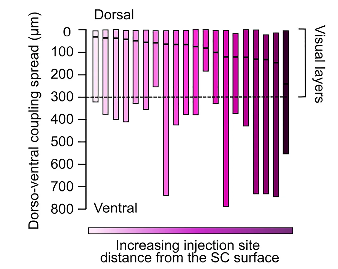 Open access visualization of Bar Plot, Error Bars, Astrocytic Networks, Dorsoventral Coupling, Injection Site