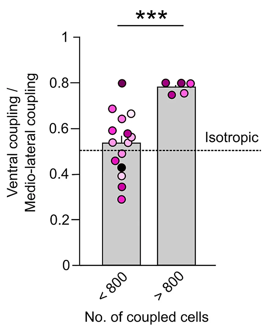Open access visualization of Bar Plot, Scatter Plot, Ventral Coupling, Medio-Lateral Coupling, Astrocytic Networks