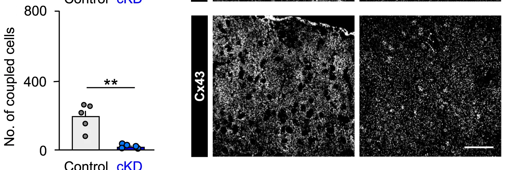 Open access visualization of Bar Plot, Scatter Plot, Microscopy, Astroglial Networks, Superior Colliculus