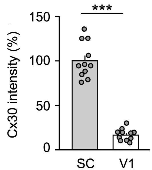 Open access visualization of Bar Plot, Scatter Plot, Connexin 30, Connexin 43, Visual Layers