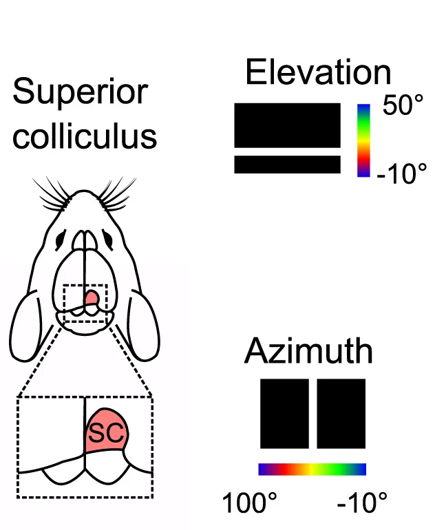 Open access visualization of Illustration, Intrinsic Optical Imaging, Superior Colliculus, Schematic Representation