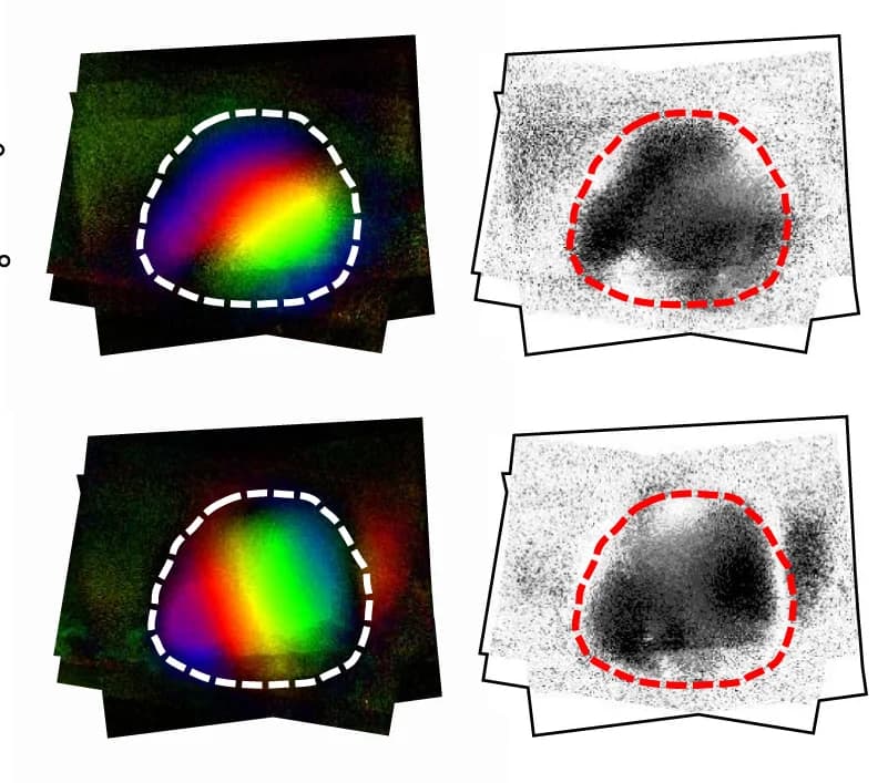 Open access visualization of Microscopy, Retinotopic Maps, Visual Cortex, Control Mice