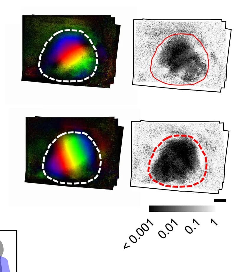 Open access visualization of Microscopy, Retinotopic Maps, Visual Cortex, Control Mice