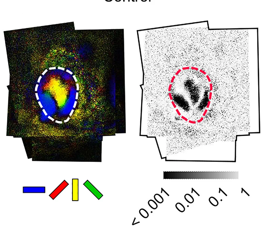 Open access visualization of Microscopy, Orientation Map, Control Mice, Moore-Rayleigh Test, Superior Colliculus