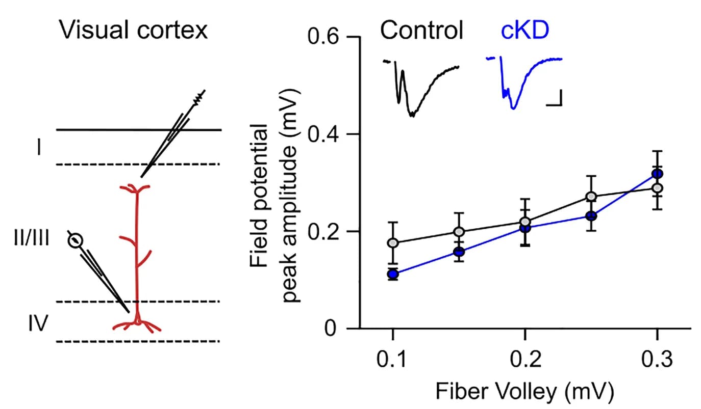 Open access visualization of Line Plot, Error Bars, Visual Cortex, Stimulation, Recording Pipette