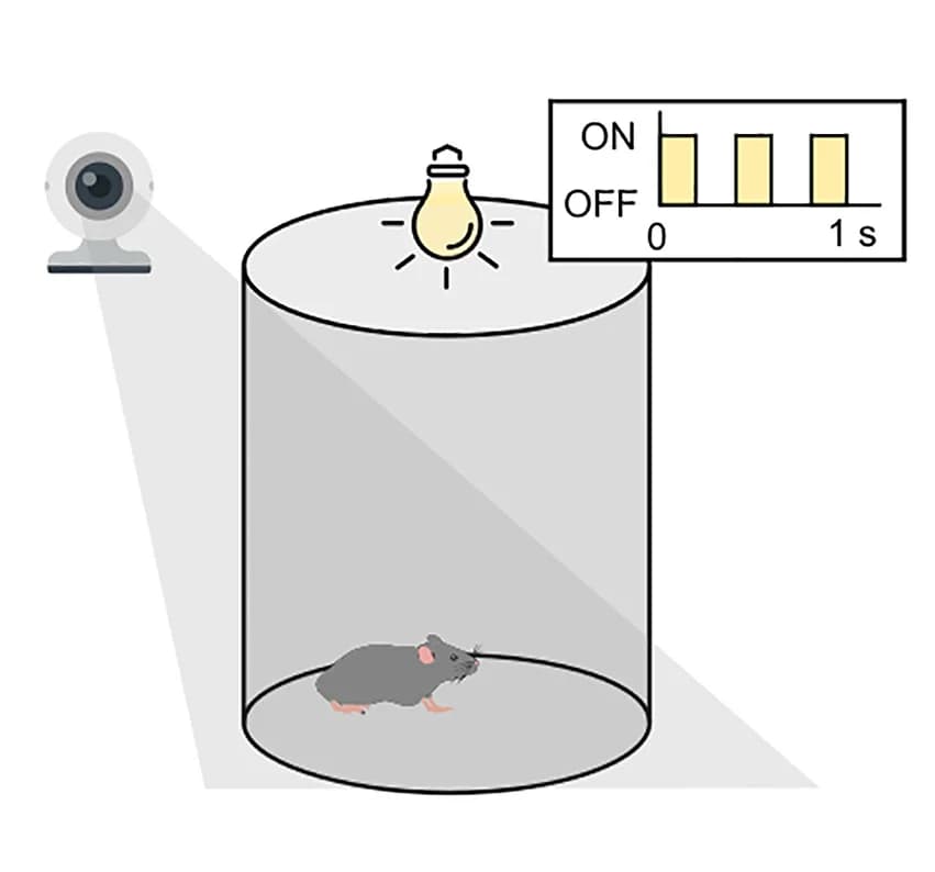 Open access visualization of Illustration, Bar Plot, Behavioral Test, Light-Induced Arrest, Mouse