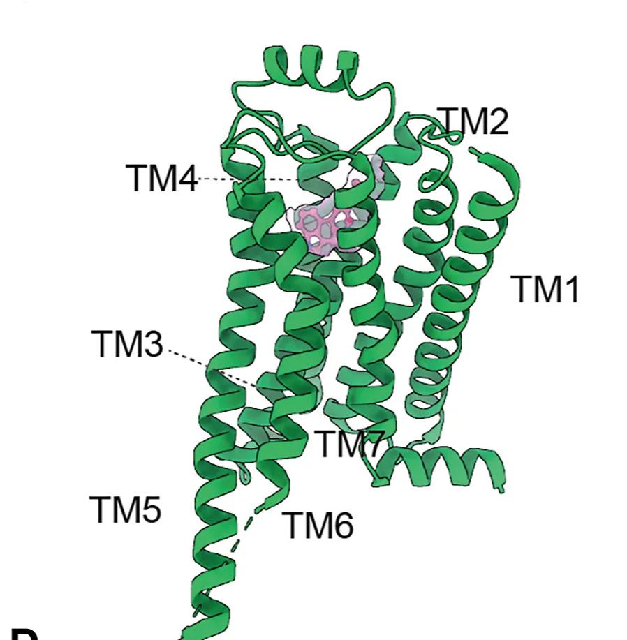 Open access visualization of Protein Structure, Cryo-EM Structure, TAAR1, LSD