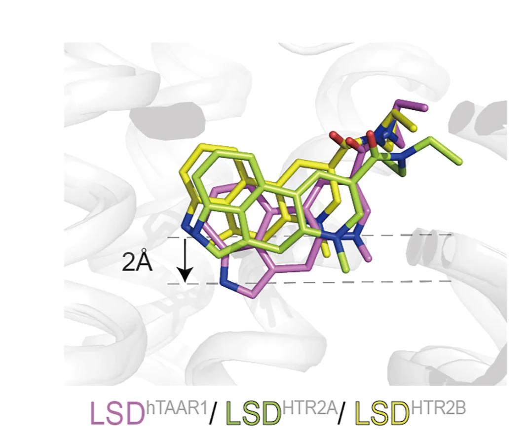 Open access visualization of Protein Structure, Chemical Structure, LSD Binding, TAAR1, HTR2A