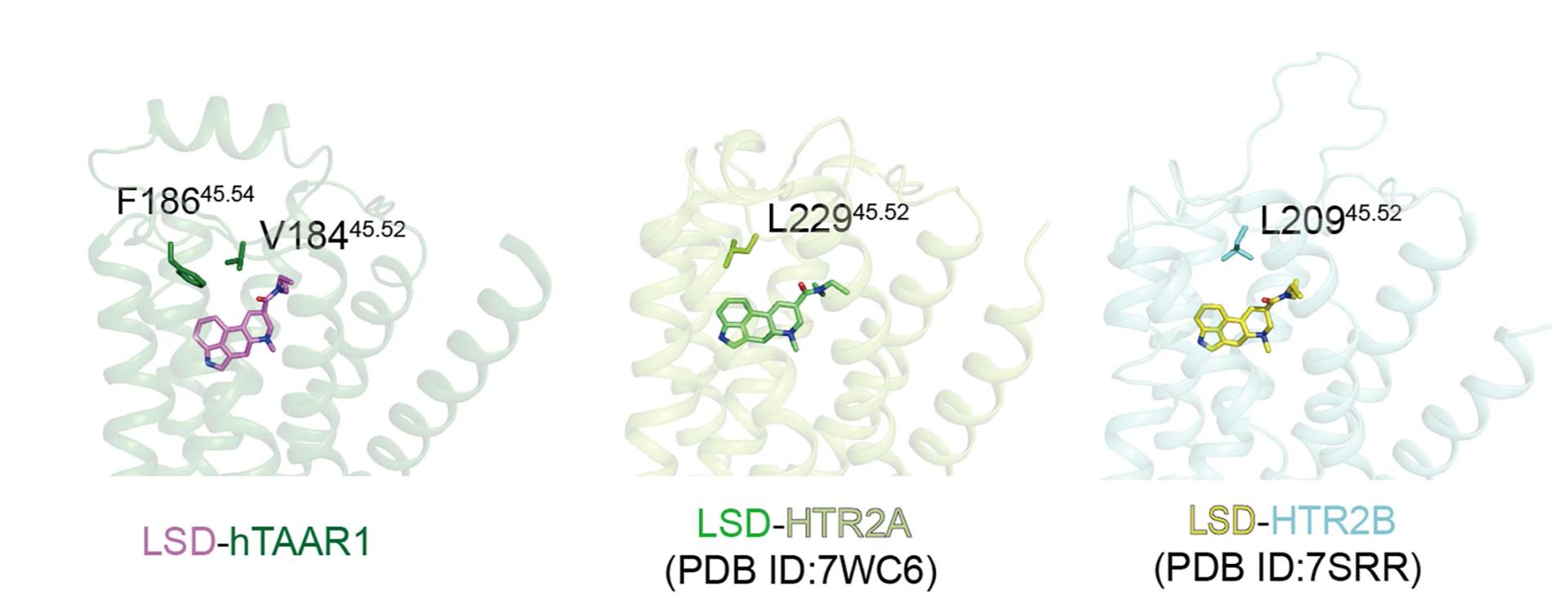 Open access visualization of Protein Structure, ECL2 Residues, LSD Interactions, TAAR1, HTR2A