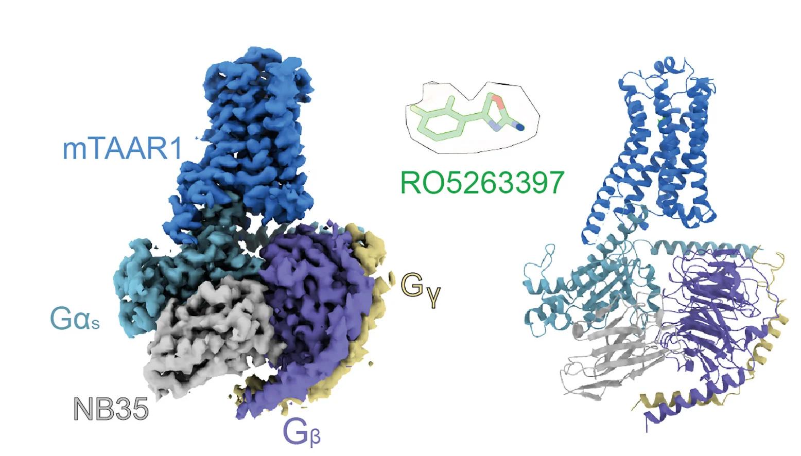Open access visualization of Protein Structure, Chemical Structure, Cryo-EM, Density Map, mTAAR1