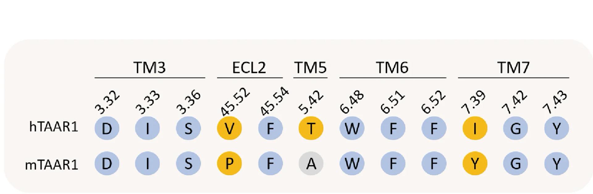 Open access visualization of Illustration, Barcode Representation, Interaction Patterns, Ligand Pocket, TAAR1