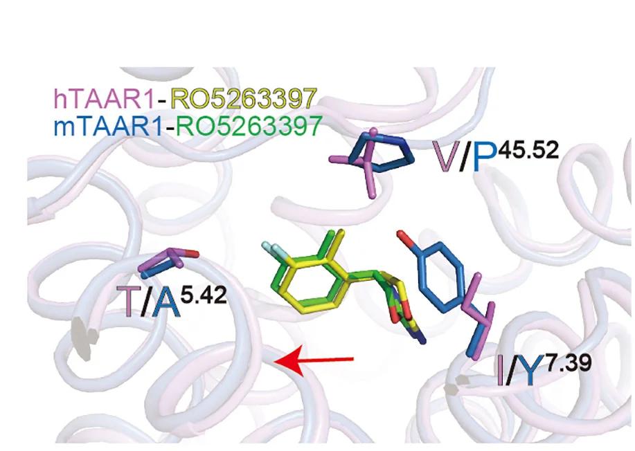 Open access visualization of Protein Structure, Chemical Structure, Structural Comparison, RO5263397, hTAAR1