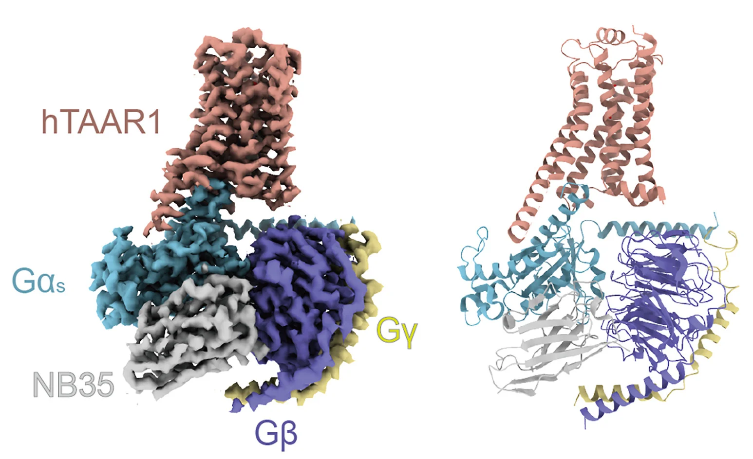 Open access visualization of Protein Structure, Cryo-EM, Density Map, hTAAR1-Gs Structure, Agonist