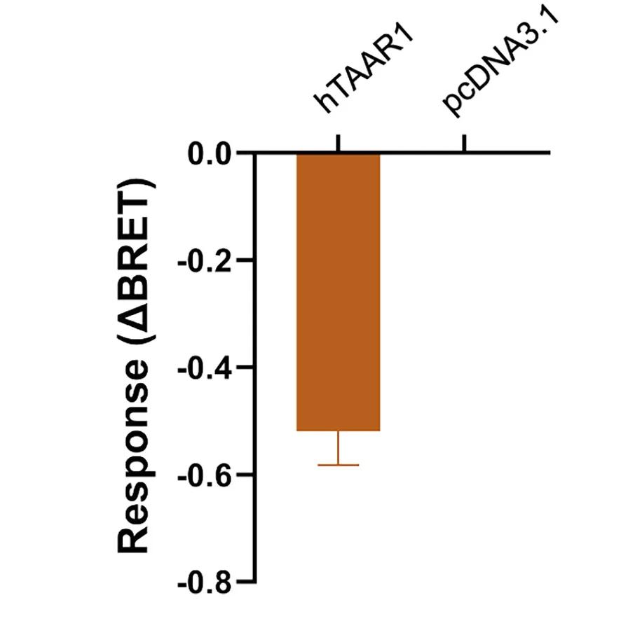 Open access visualization of Bar Plot, Error Bars, hTAAR1, Basal Activity, Gαs-Gγ1 Dissociation Assay