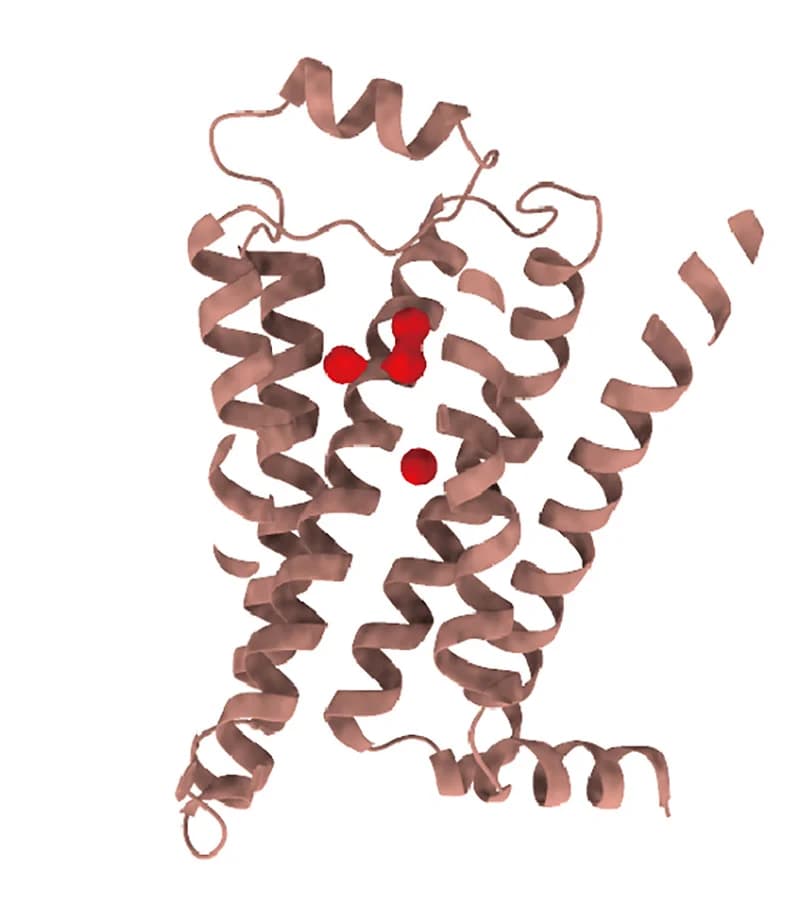 Open access visualization of Protein Structure, Small Molecules, apo-TAAR1, Ligand-Binding Pocket