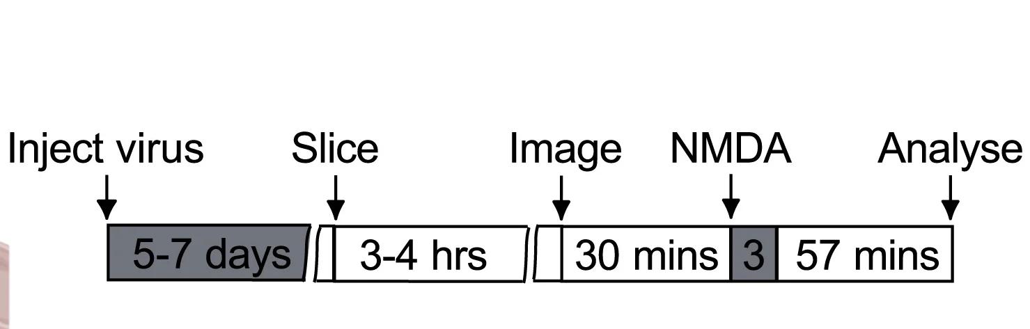 Open access visualization of Workflow, Flowchart, Experimental Timeline, Conditional Knockout, Grin2A