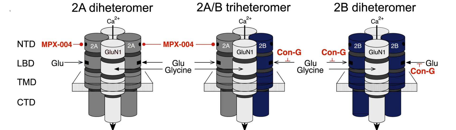 Open access visualization of Illustration, Workflow, NMDAR Assemblies, Hippocampal CA1, GluN2A