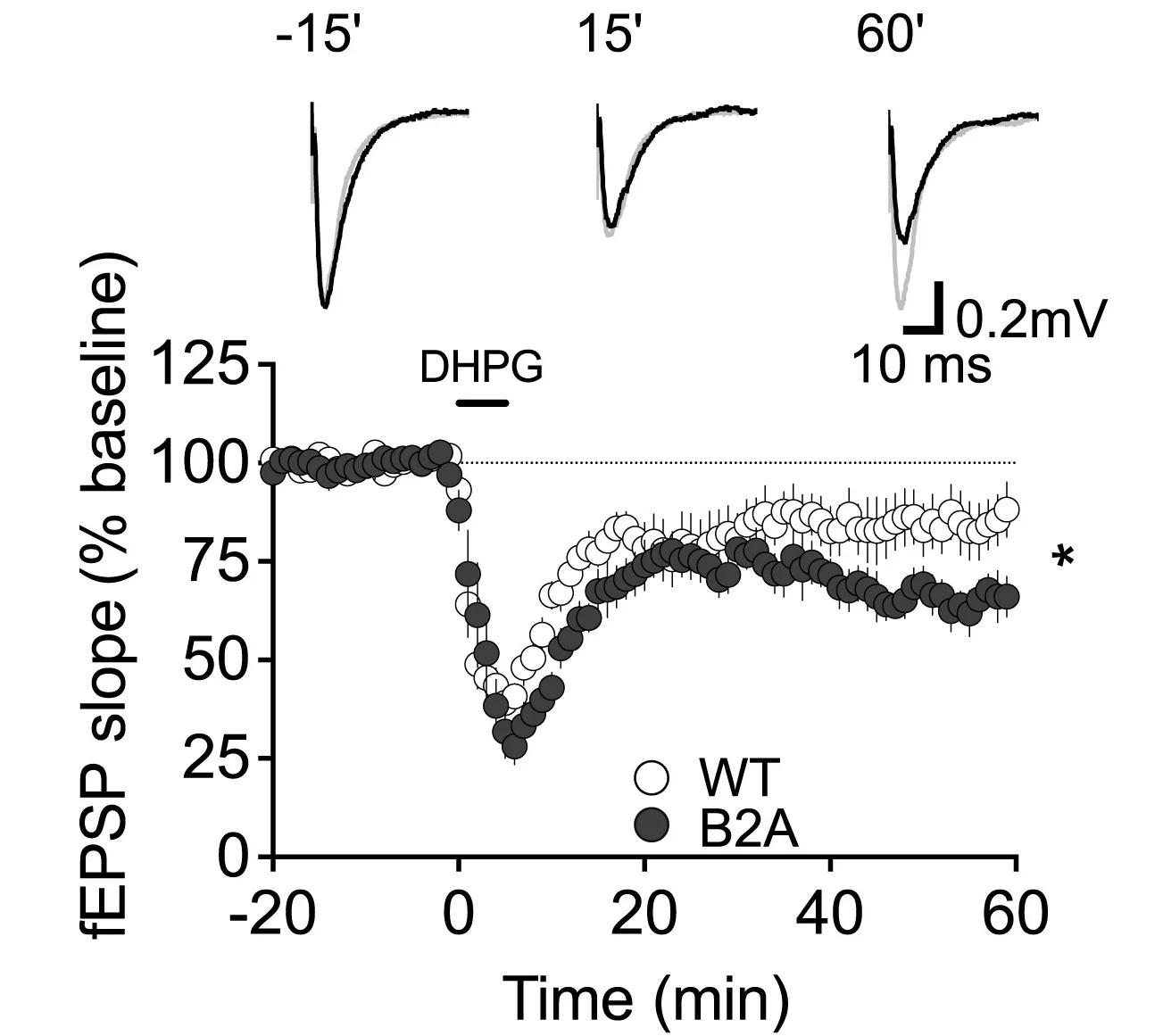Open access visualization of Line Plot, Error Bars, DHPG, mGluR-LTD, Hippocampal CA1