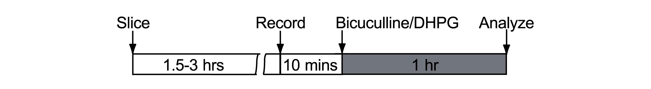 Open access visualization of Workflow, Flowchart, Extracellular Recordings, Hippocampal CA3, Hippocampal Slices