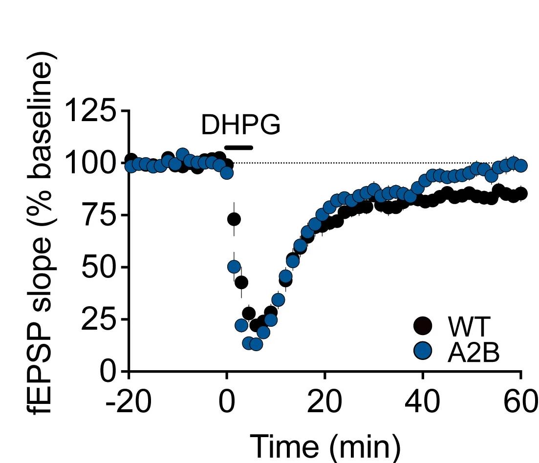 Open access visualization of Line Plot, Error Bars, mGluR-LTD, GluN2A(2BCTD) Heterozygote Mice