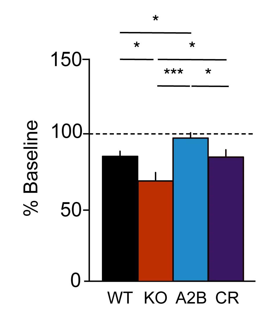 Open access visualization of Bar Plot, Error Bars, Genotypes, GluN2A(2BCTD) Heterozygous Mutation, mGluR-LTD