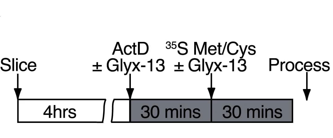 Open access visualization of Workflow, Flowchart, Illustration, Metabolic Labeling, NMDAR Partial Agonist