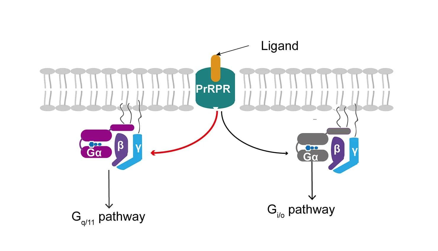 Open access visualization of Workflow, Pathway, G-Protein, PrRPR, Gq/11